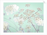 Cow parsley flower by Assaf Frank